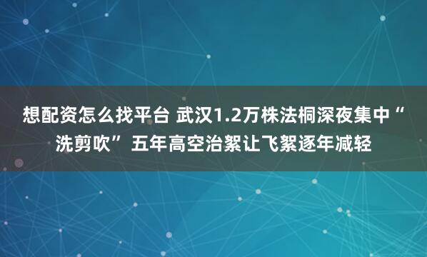 想配资怎么找平台 武汉1.2万株法桐深夜集中“洗剪吹” 五年高空治絮让飞絮逐年减轻